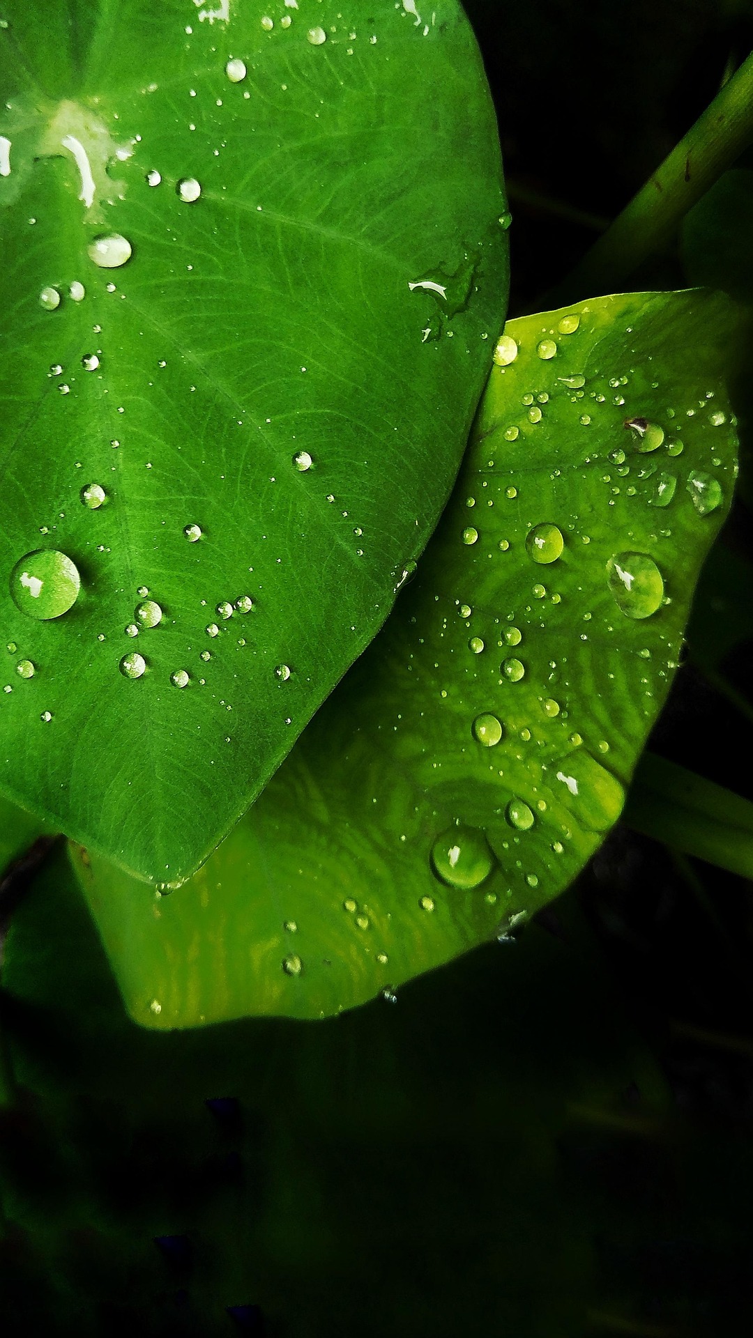raindrop on taro leaf